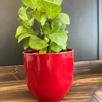 Red Ceramic Planter