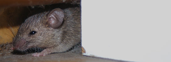 Construction - Rat's nest